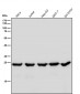 Anti-BAP31 Rabbit Monoclonal Antibody
